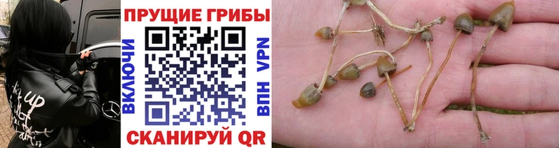 купить закладку  Фатеж  Галлюциногенные грибы Cubensis 